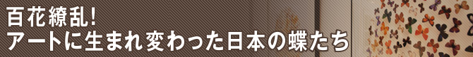 百花繚乱！アートに生まれ変わった日本の蝶たち